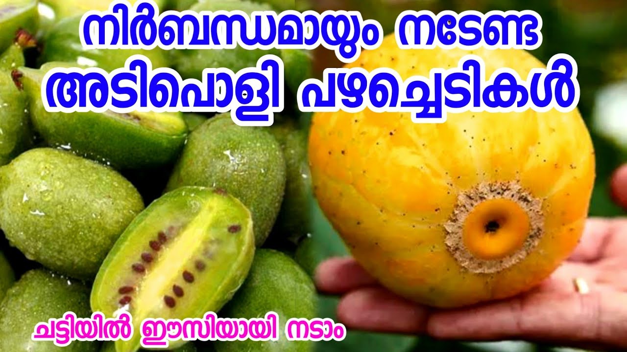 വീട്ടിൽ ധൈര്യത്തോടെ വെക്കാൻ പറ്റിയ  പഴച്ചെടികൾ|fruit plants malayalam|chattiyil|plants in pot|drum
