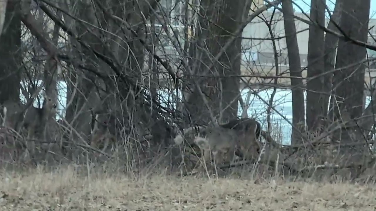 They sure do blend in...  #viral #deer #wildlife #outdoors #testingnightmode #foryou #trending 
