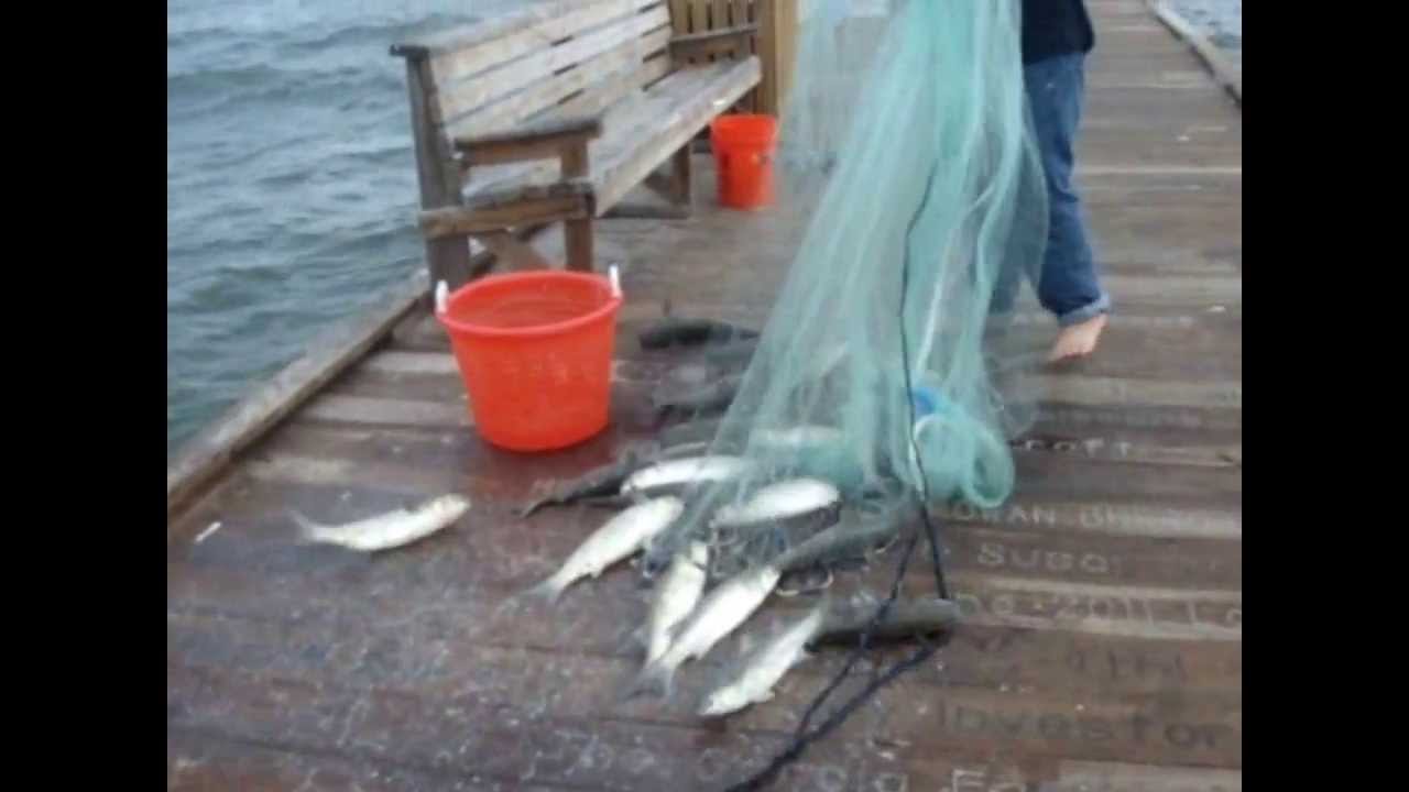 ACTION-PACKED FISHING CASTNETTING mullet traditional cast net in Florida pesca atarraya tarrafa