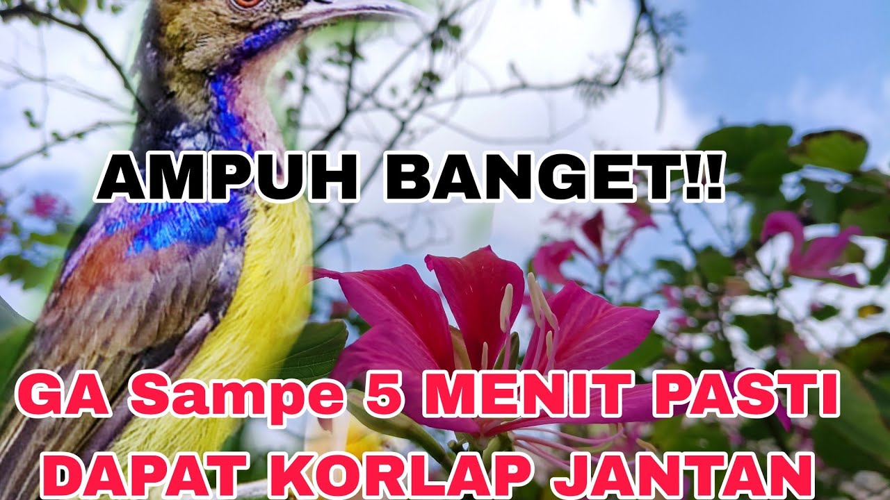 Suara Pikat Burung Kolibri Kelapa Anti zonk AMPUH BANGET BOSKU 