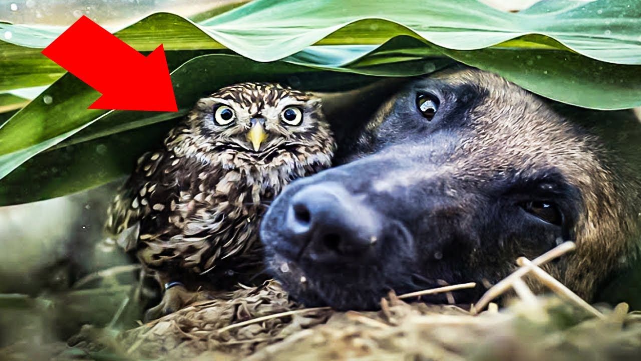 This Giant Dog Adopts A Scrawny Rescue Owl And Warms Hearts Everywhere