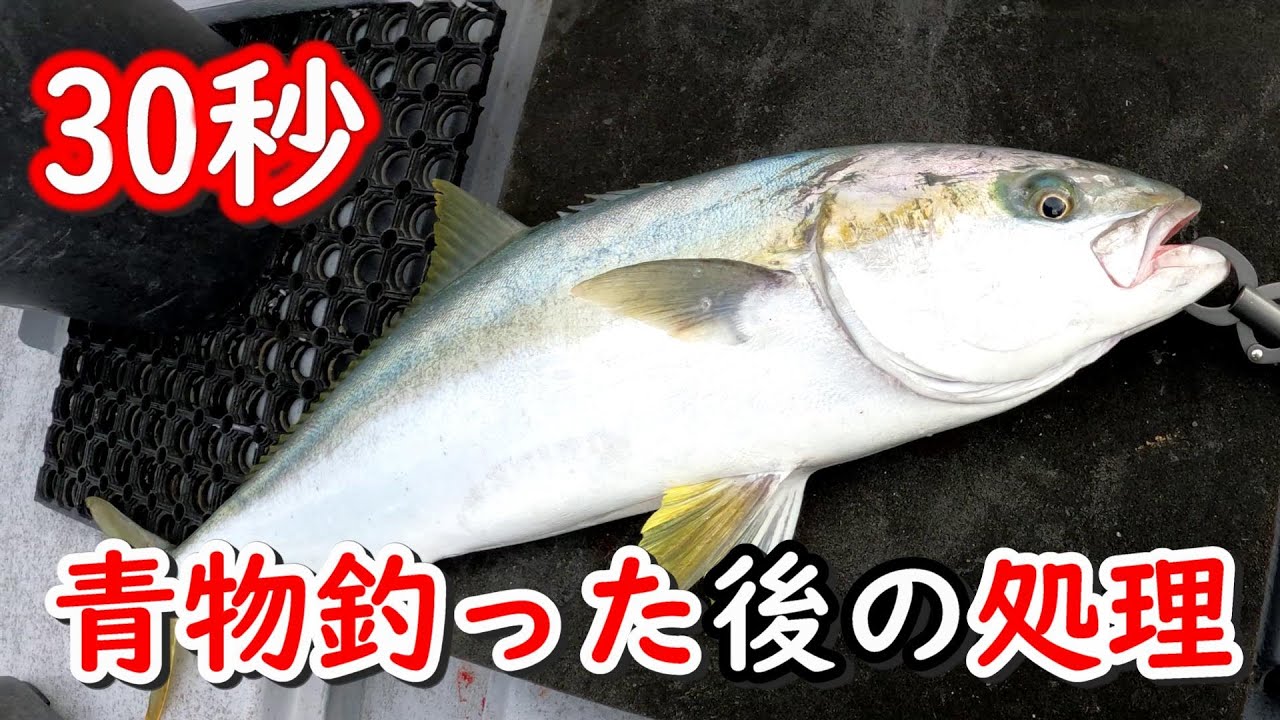釣れた青物を2倍美味しく長持ちさせる方法！30秒でブリ、ワラサ、イナダ、ヒラマサの処理　〆めと血抜き方法