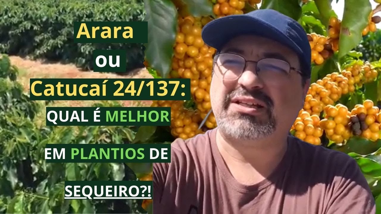 Descubra o Poder do Catucaí Amarelo 24/137: A Variedade Que Revoluciona a Cafeicultura de Montanha