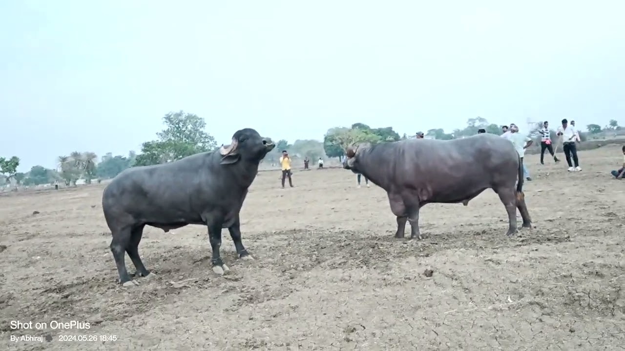 Ranjeet pal vs Ashish pal 26/05/2024