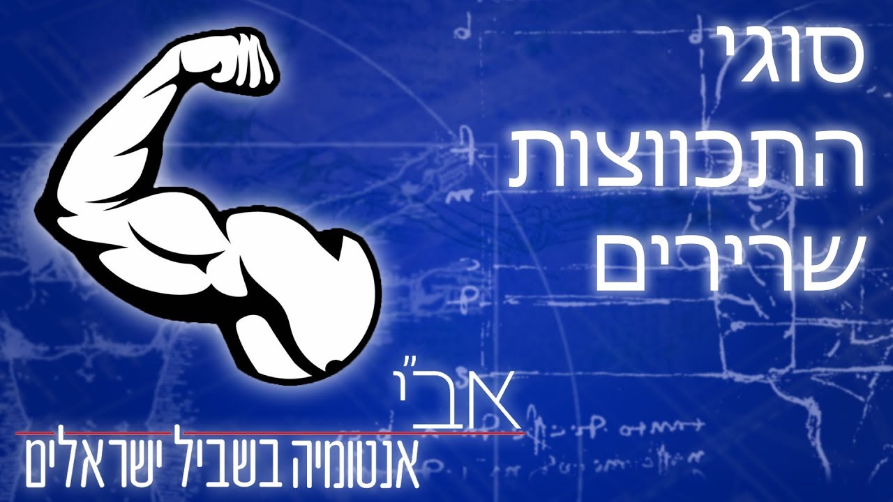 סוגי התכווצות שרירים