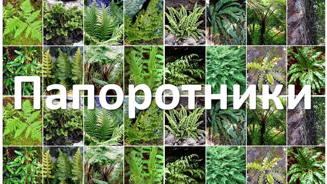 17. Папоротники (6 класс) - биология, подготовка к ЕГЭ и ОГЭ 2018