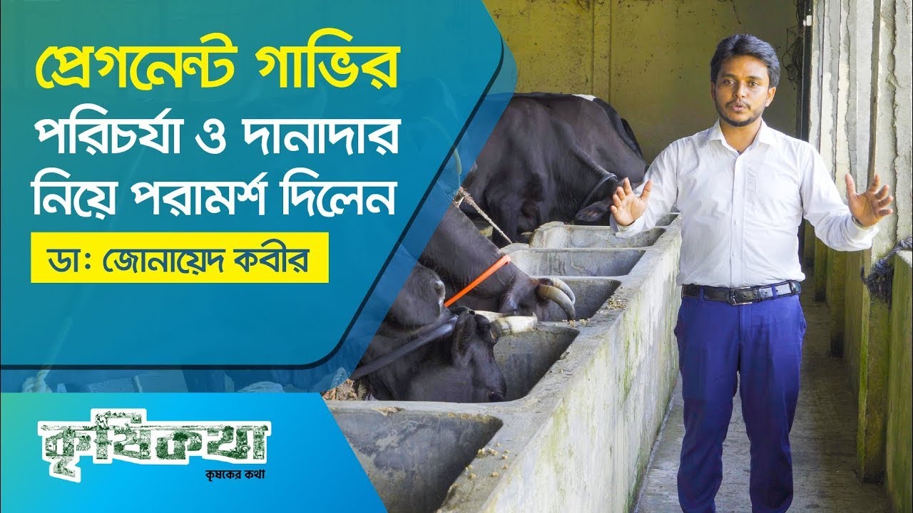 গাভী প্রেগনেন্ট নাকি  false প্রেগনেন্ট কি করে বুঝবেন?প্রেগনেন্ট গাভির পরিচর্যা ও খাদ্য পরামর্শ