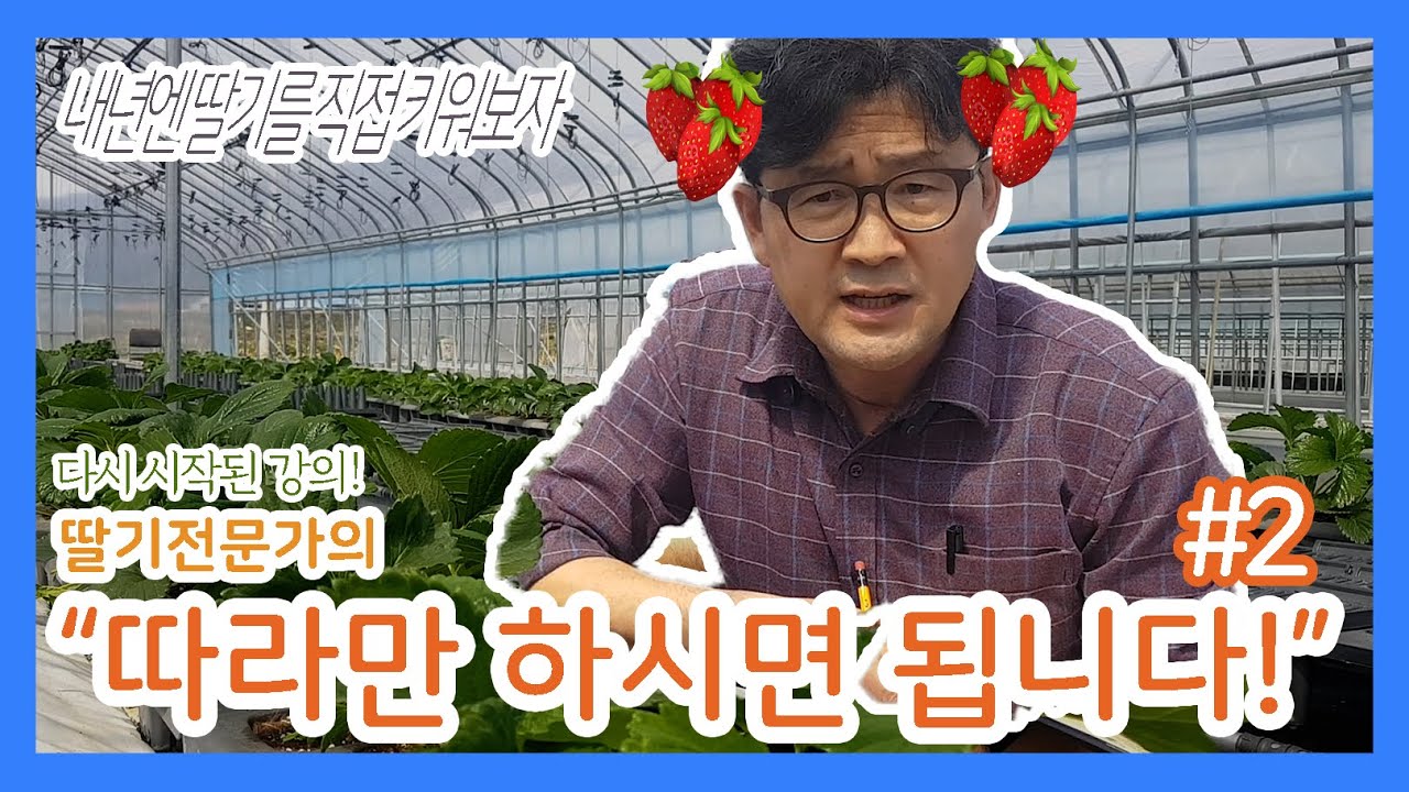 따라만해도 키울 수 있는 강진 딸기! 딸기 연속 수확을 위한 화아분화 기술[2편]