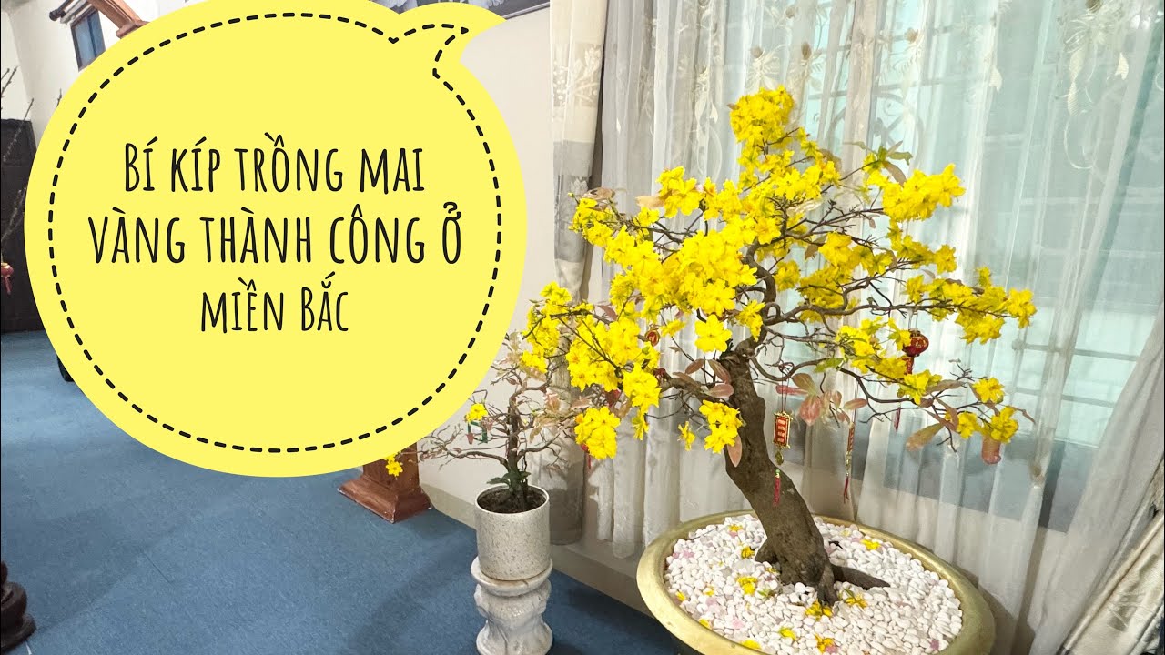 CÁCH TRỒNG MAI VÀNG Ở MIỀN BẮC THÀNH CÔNG