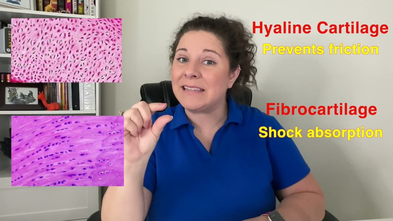 Supportive Connective Tissue Explained | Cartilage & Bone