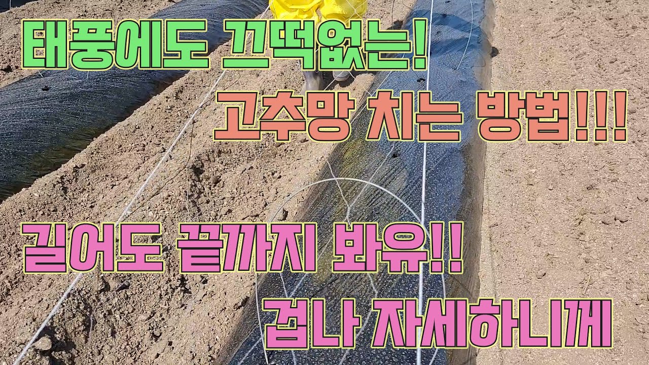 고추망은 이렇게 씌우면 돼요!!! 돈내고도 이렇게 못 배워유!! 고추농사 잘 짓는 법!