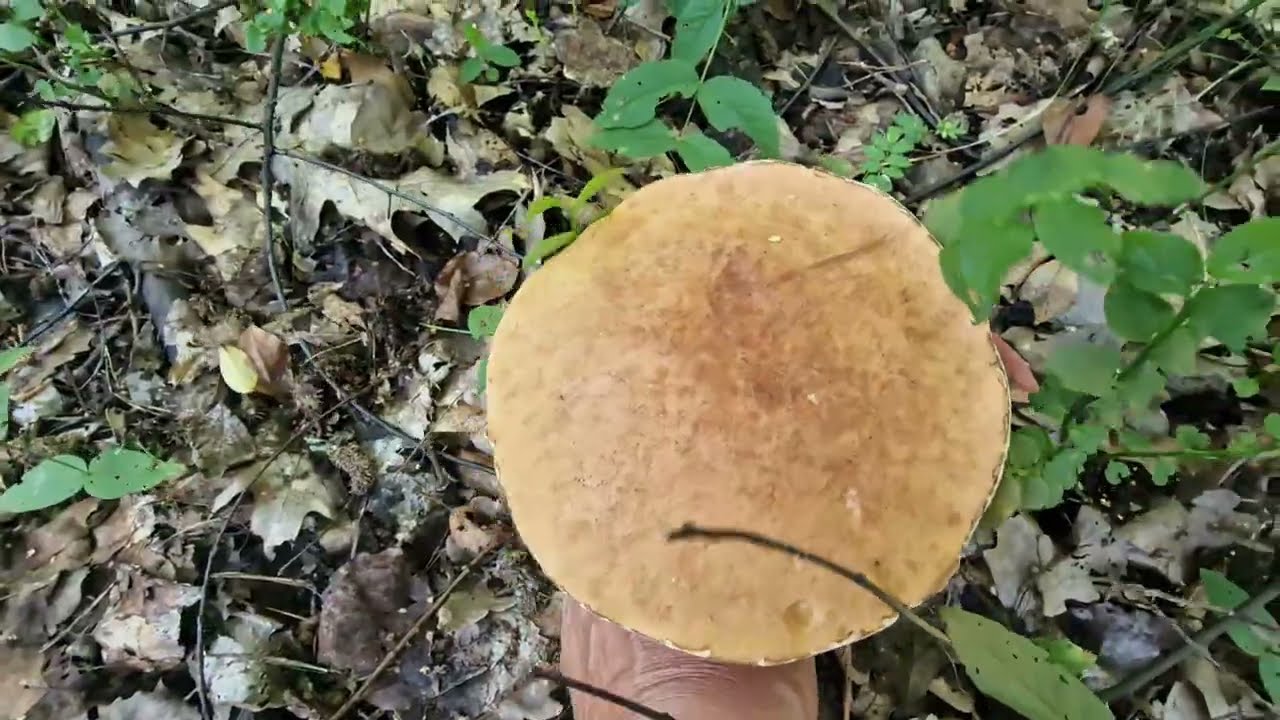 Coś do koszyka wpadlo.Ten czerwony kozak jast super. 
