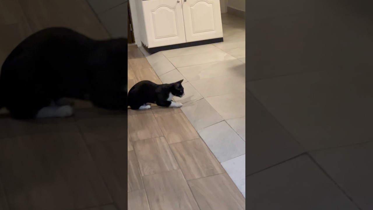 Gato feliz y emocionado 