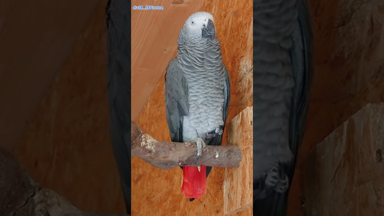 Попугай Жако воспроизводит любой звук🦜