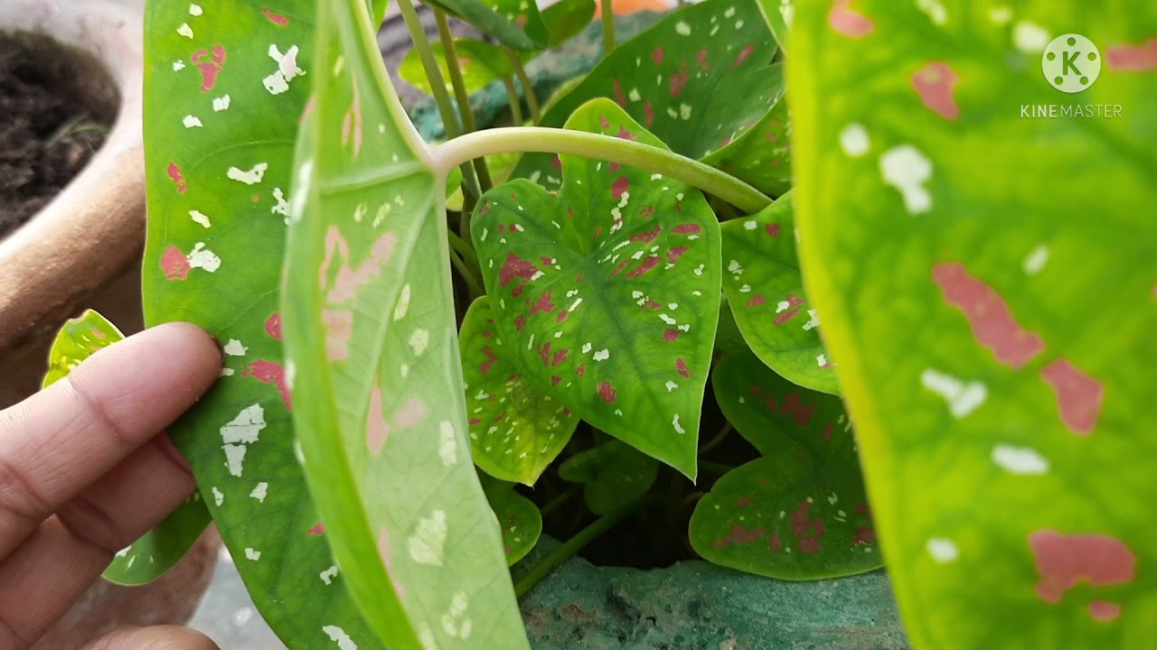 Claudium summer leaves plant|| How to grow and care Claudius plant ||