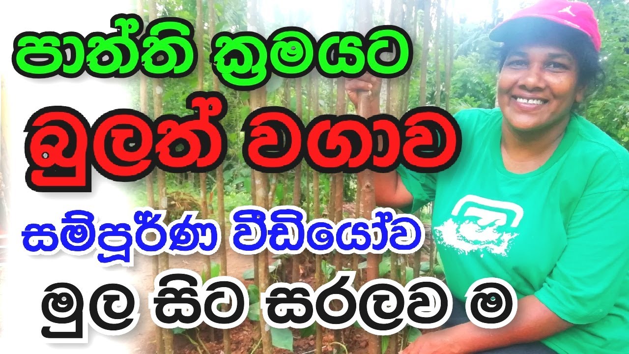 පාත්ති ක්&zwj;රමයට බුලත් වගාව අපේ වත්ත - Ape Waththa