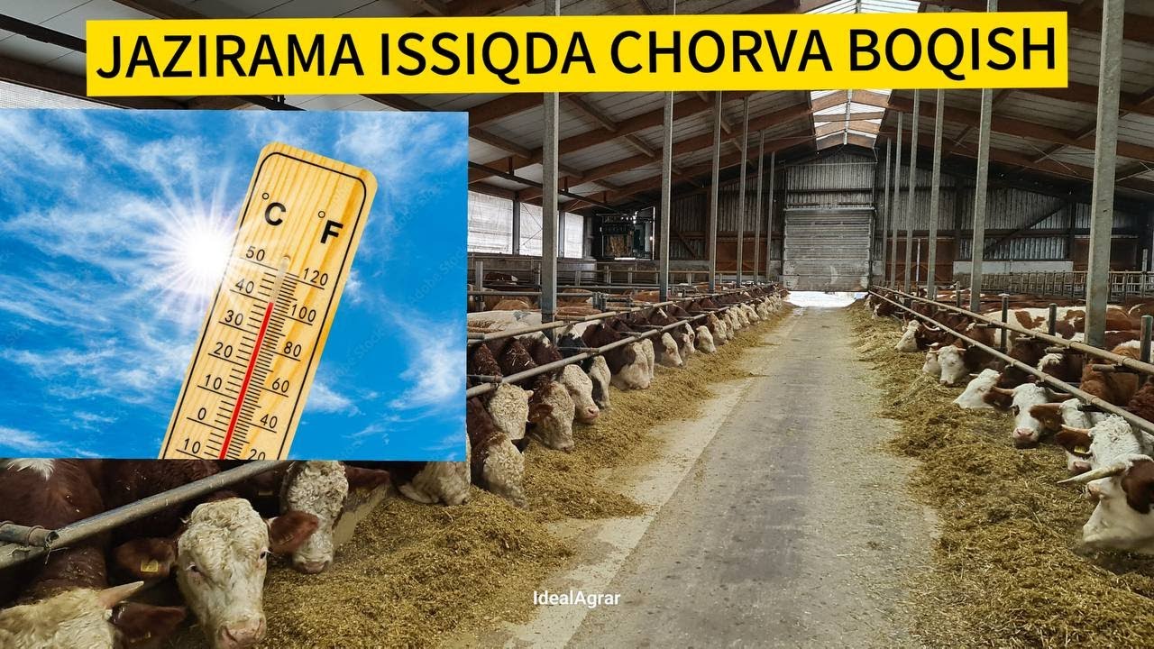 JAZIRAMA issiqda mol boqish sirlari #idealagrar #ozuqa #simmental