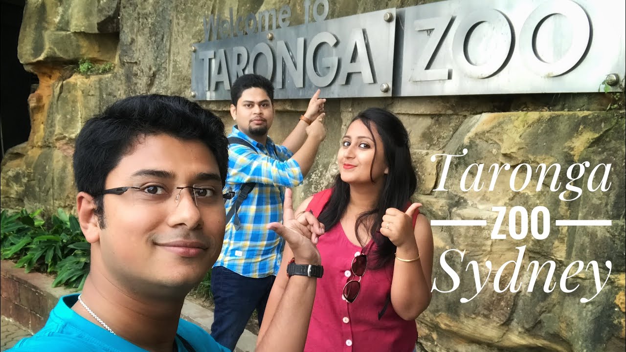 Exploring Sydney Taronga zoo..Spectacular seal and bird show!! Australia!