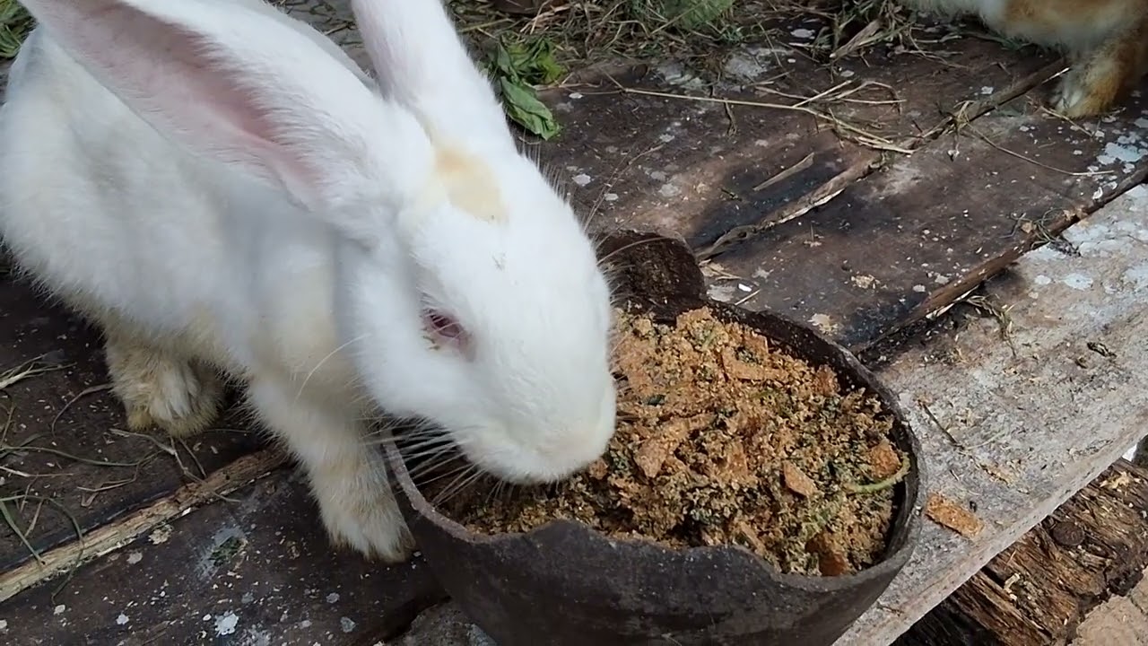 Rabbits Enjoy Eating Carrot Peels and Rice Bran | Calm Feeding Time”