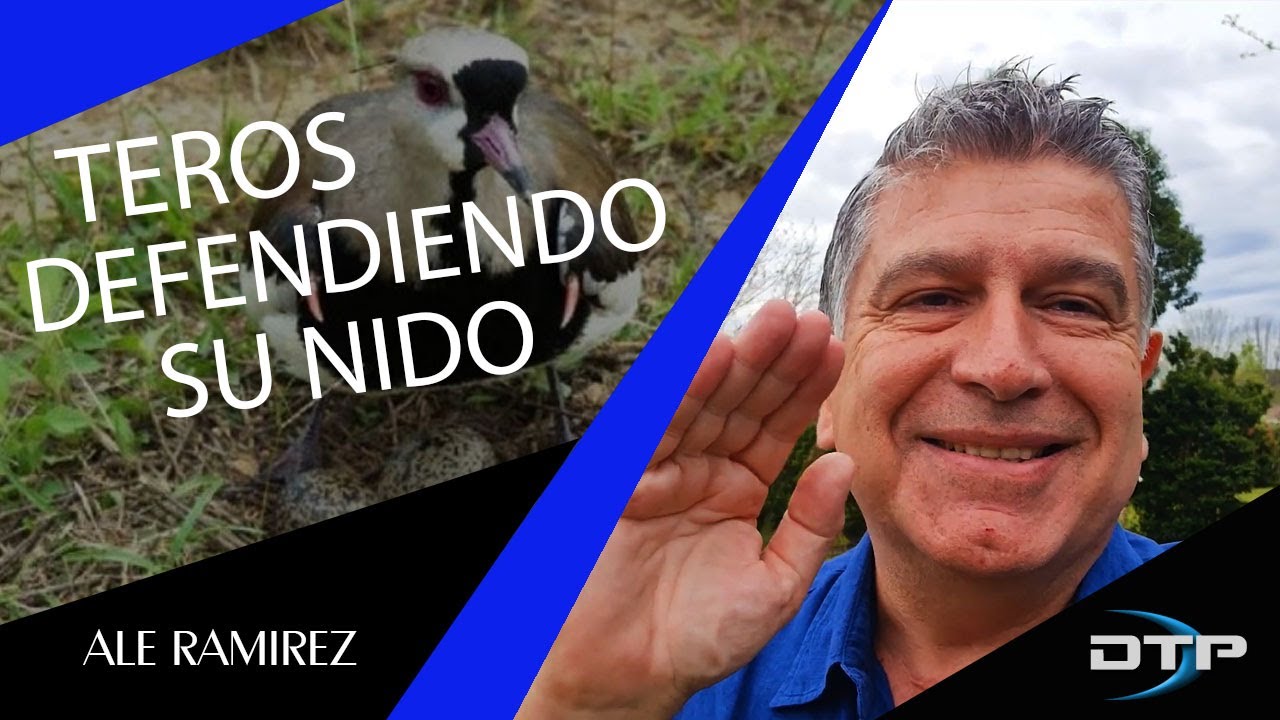 Los teros - Como defienden su nido