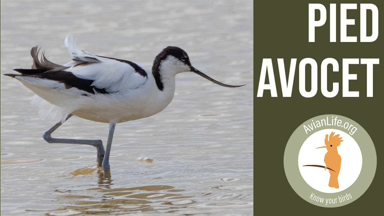 Pied Avocet - Recurvirostra avosetta