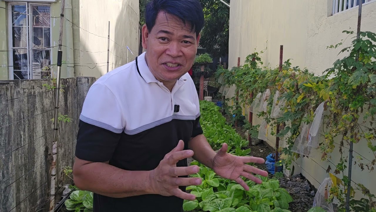 Ang lalaki at ang tataba ng aking mga tanim, i-share ko po ang sikreto na bago kong natuklasan