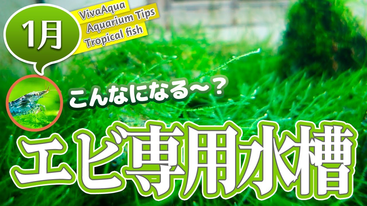 #エビ こんなになる？ミナミヌマエビ専用水槽の現在 【ビバアクア】