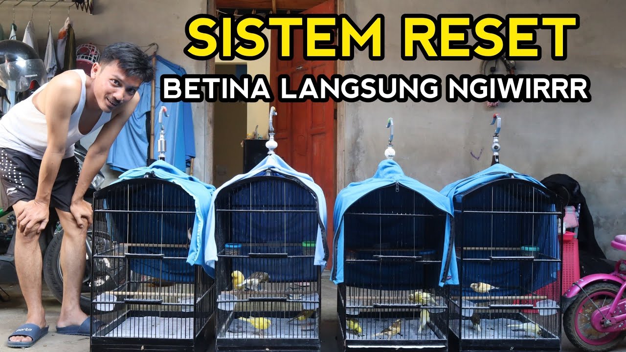 System RESET..!! Leczenie kanarka żeńskiego, kt&oacute;ry ma trudności z osiągnięciem podniecenia