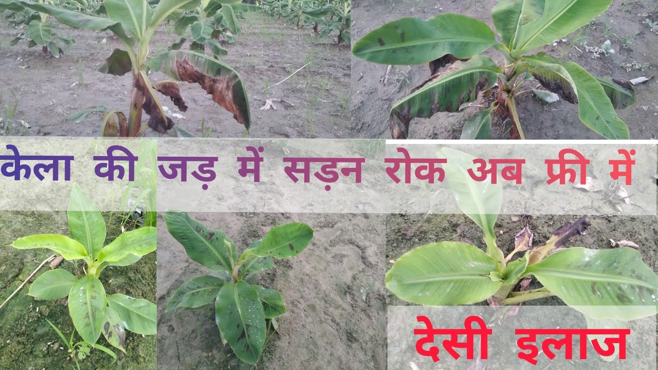 केले के पौधे की जड़ की सड़न रोकने का देसी इलाज