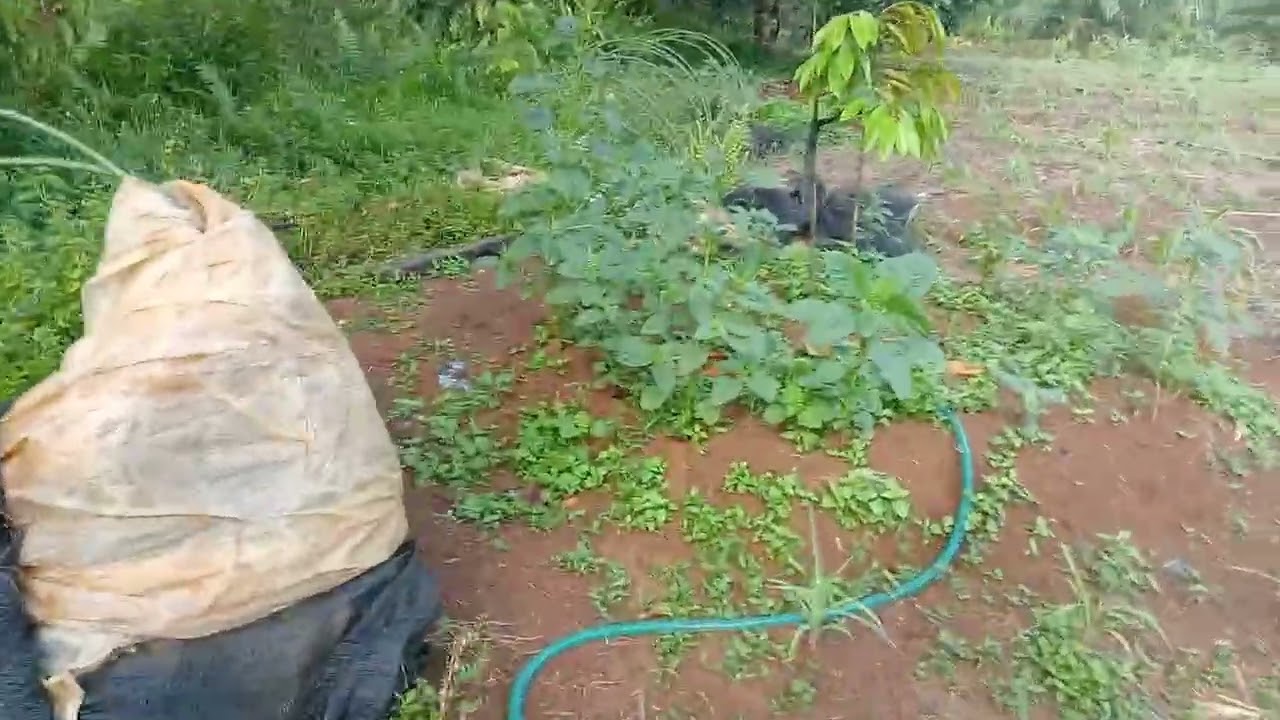 🔴 penyeprayan rutin tanaman durian 