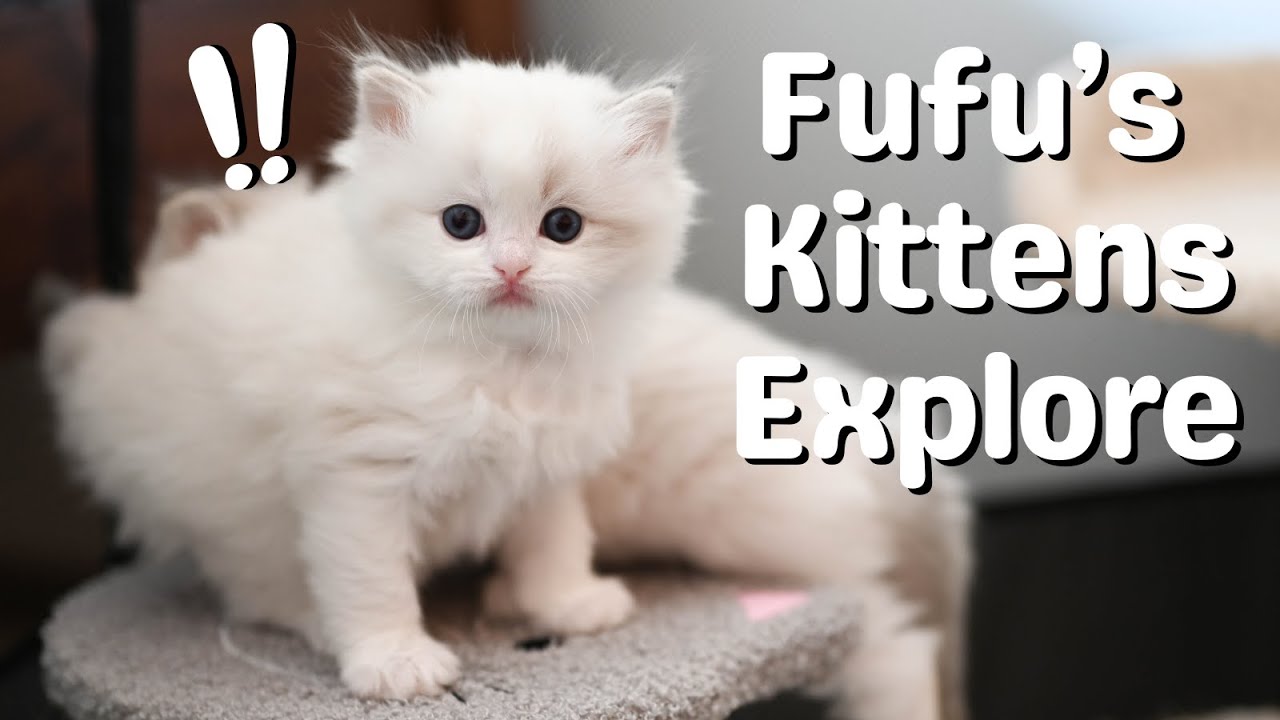 Ragdoll Kittens 5 Weeks Old | So Cute