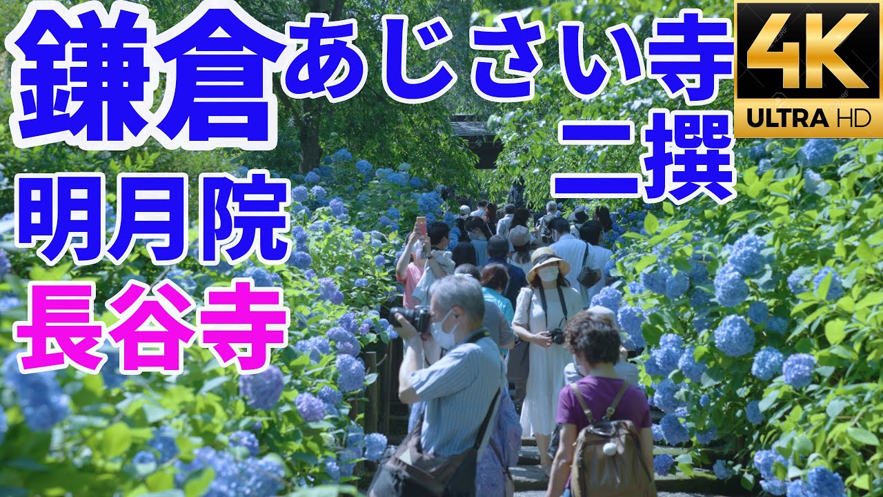 【鎌倉あじさい寺二撰】 明月院 長谷寺 紫陽花  Hydrangea 江ノ電 御霊神社前【4K】【α7SⅢ】