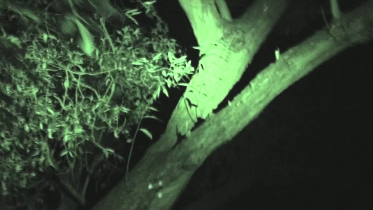 Night geocache? Reflector trail, nice idea