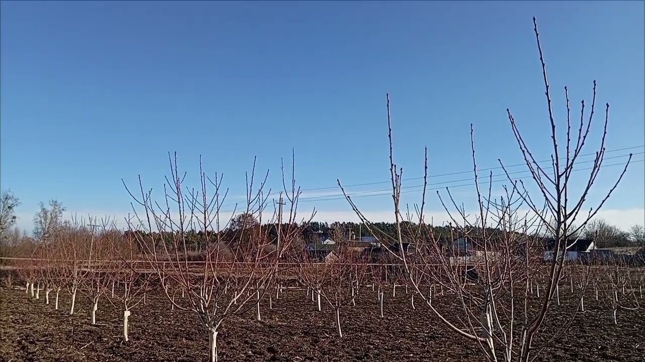 Чим обробити персик весною схема обробок  для людей далеких від садівництва