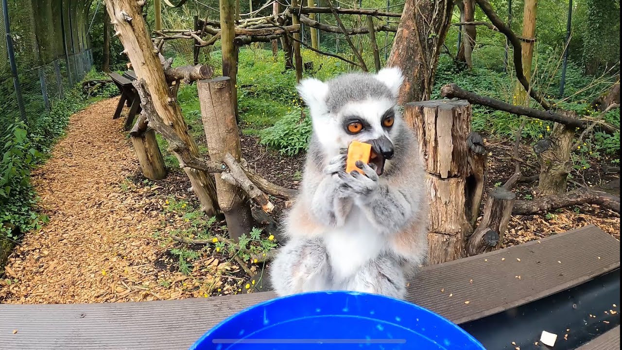 LEMUR ATTACK!! - Lemur feeding experience