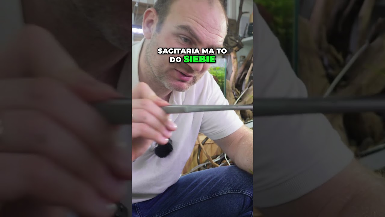 Jak Sadzić Sagittarię  Prosty Poradnik Krok po Kroku!