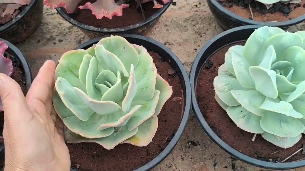 Atualização das gibiflora da estufa.