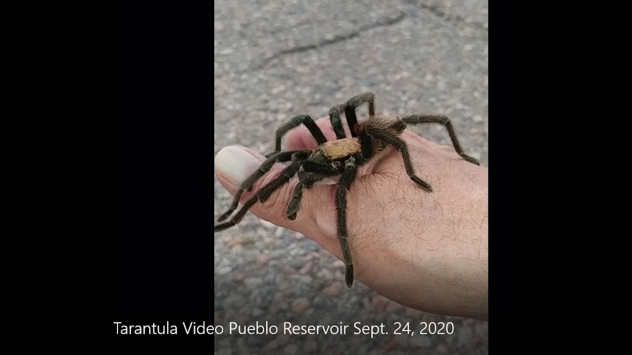 Pueblo, ColoradoTarantula Migration