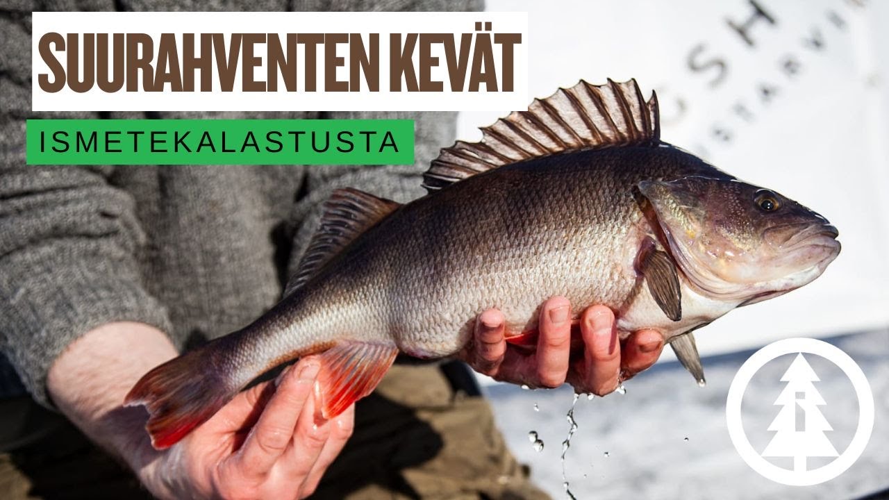 Suurahventen kev&auml;t | Ismetekalastusta 2025