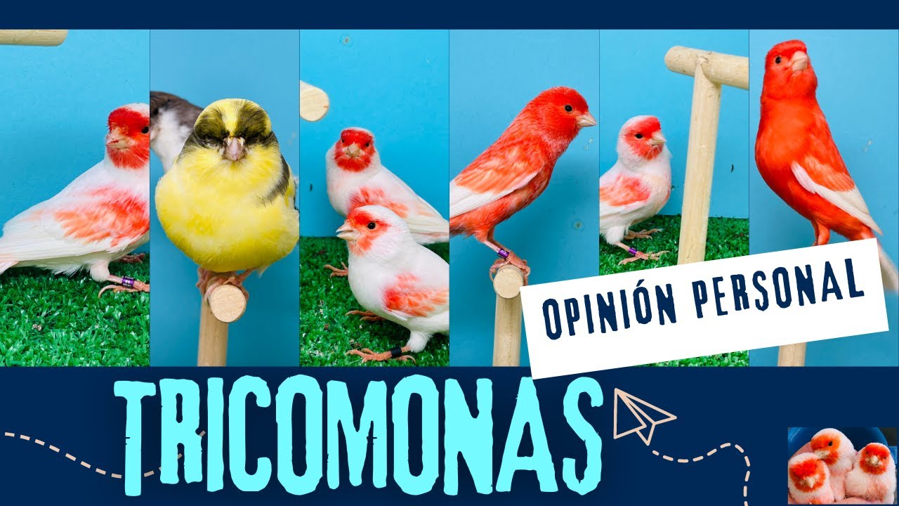 🐦🦠 Tricomonas en los aviarios 🐦🦠