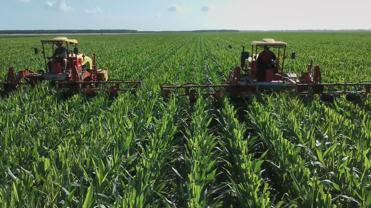 LBS Seeds - La production des semences de ma&iuml;s