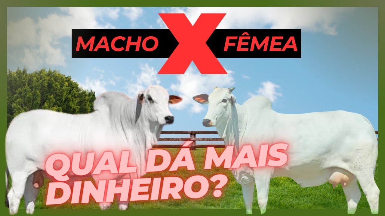 Macho ou fêmea - Qual dá mais lucro na recria?
