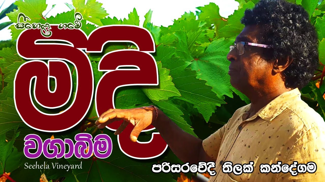 සීහෙළ ගමේ මිදි වගාබිම - තිලක් කන්දේගම / Vineyard Sri Lanka