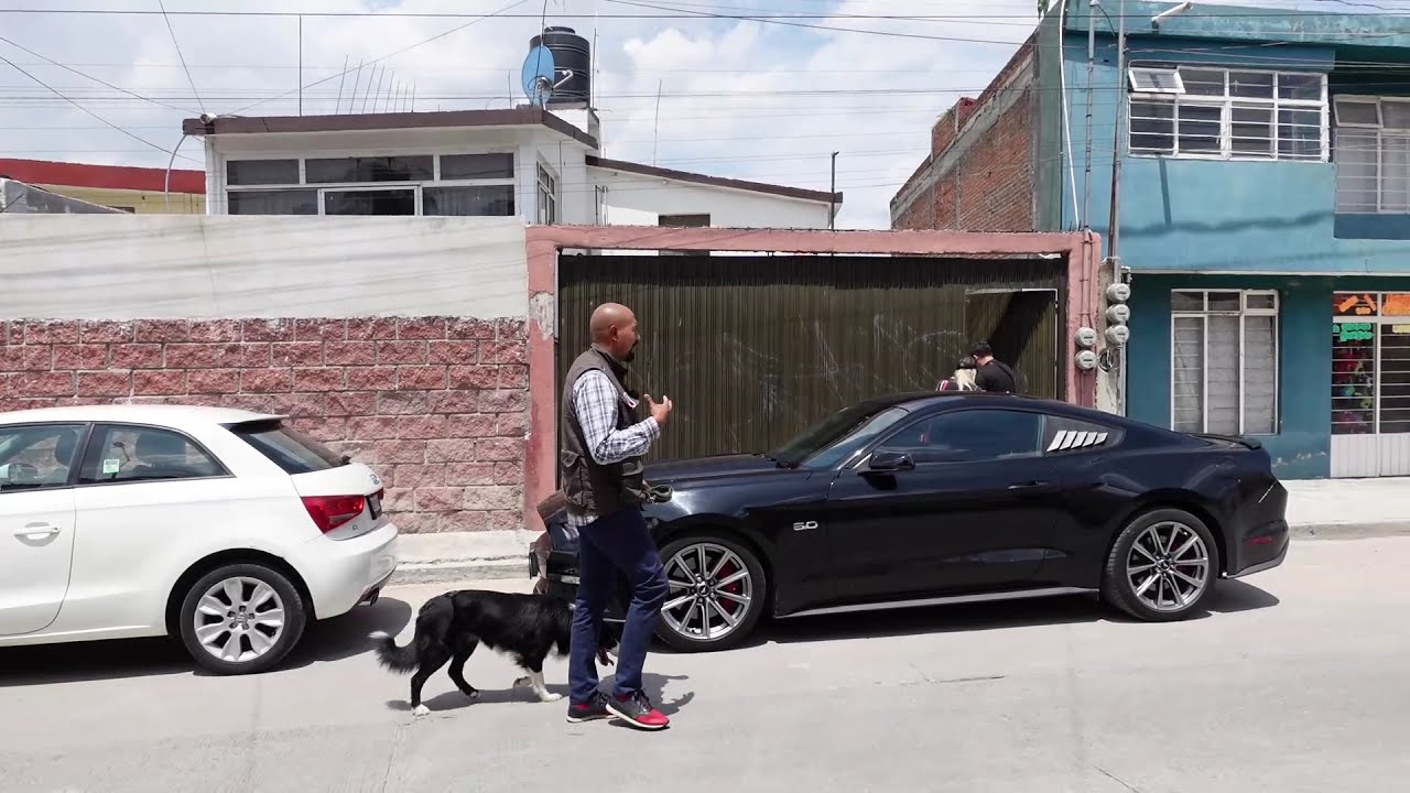 COMO LOGRAR QUE MI PERRO CAMINE A MI LADO SIN CORREA.