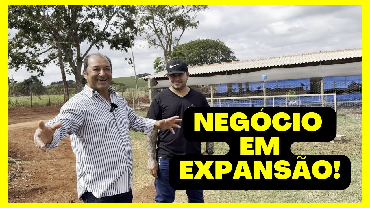 NEGÓCIO em EXPANSÃO com a CRIAÇÃO de GALINHAS para PRODUÇÃO de OVOS CAIPIRAS