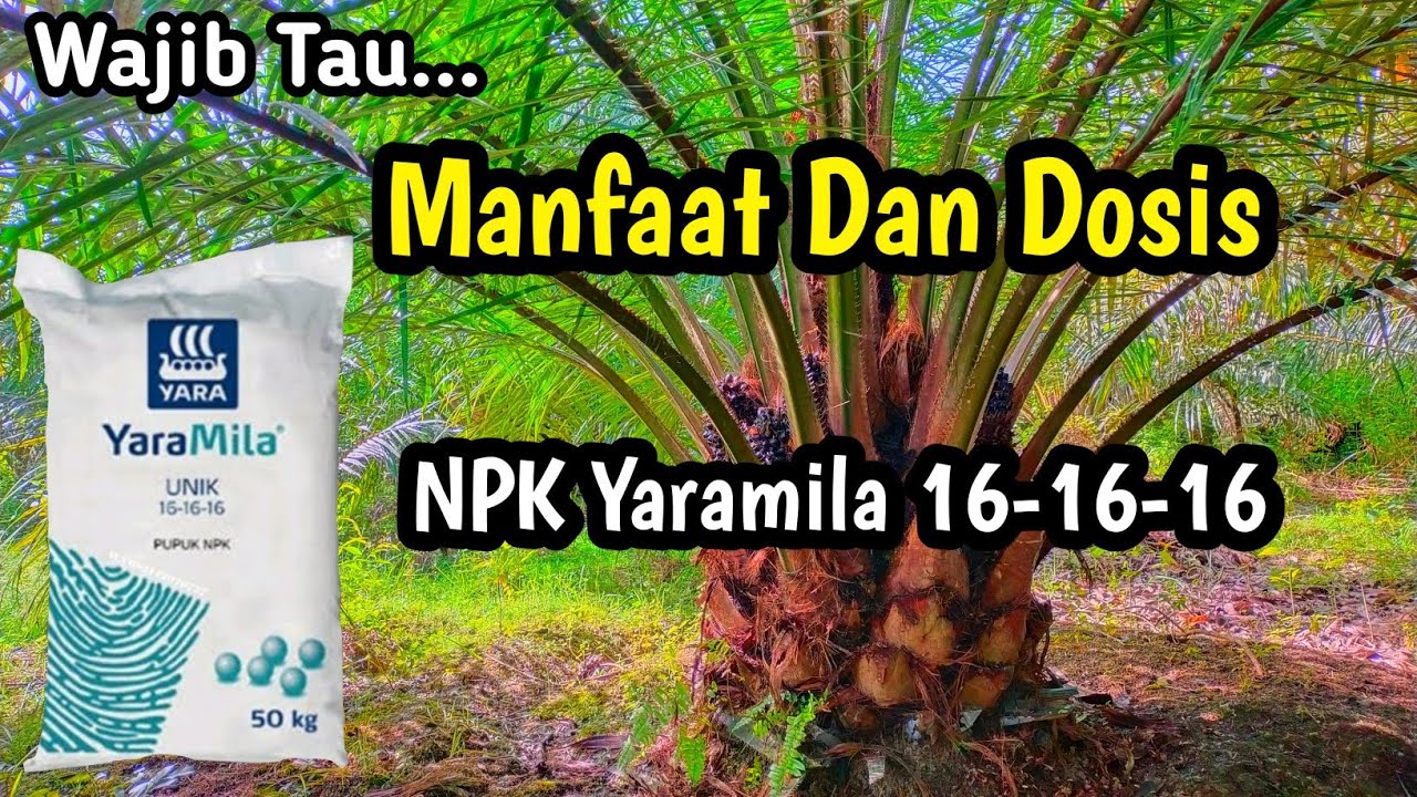 Manfaat Dan Dosis Pupuk NPK Yaramila 16-16-16 Untuk Kelapa Sawit