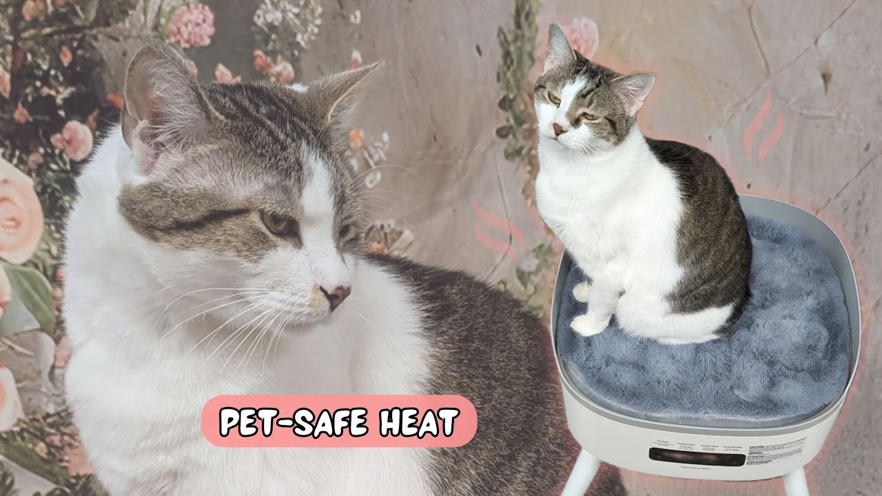 Creating a Calm, Warm Space for Cats | Pet-Safe Heating for Cozy Homes
