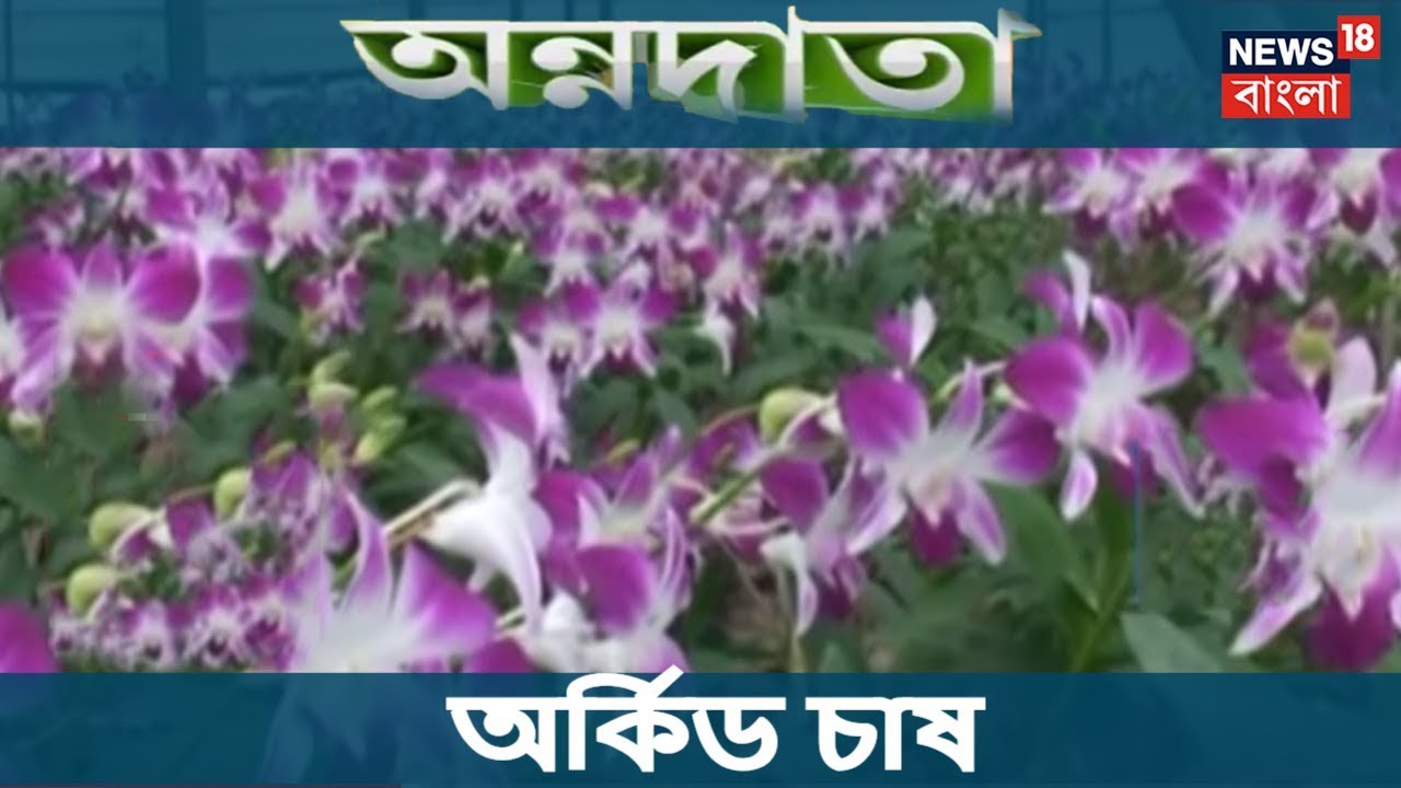 লাভজনক অর্কিড চাষ | অন্নদাতা
