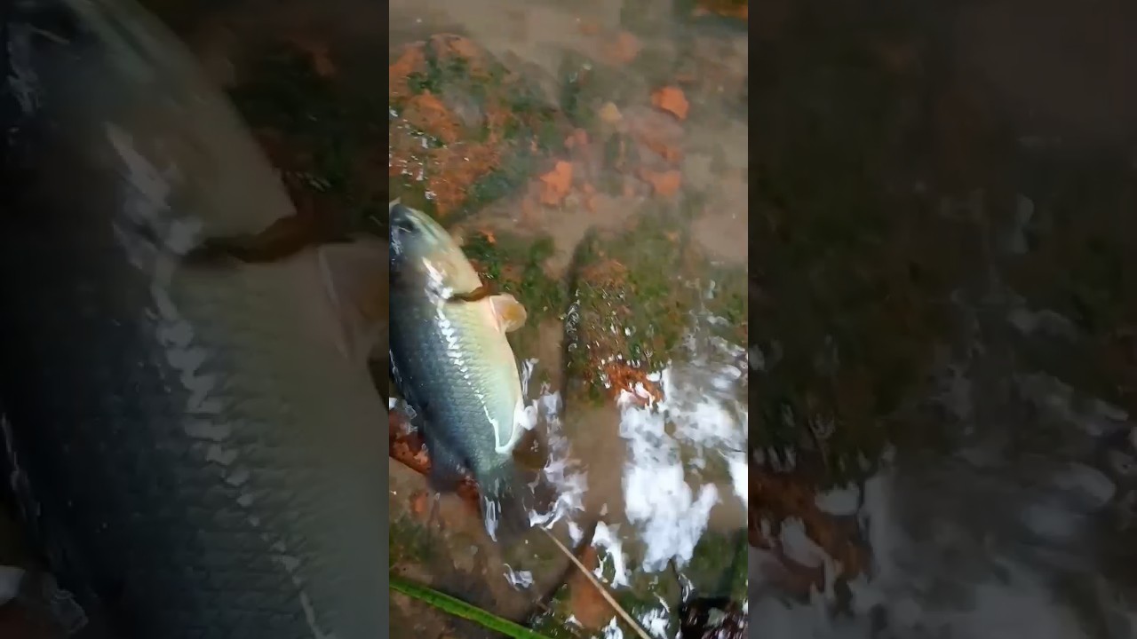 Fish walking video #fish #funny #tranding #foryou #shorts