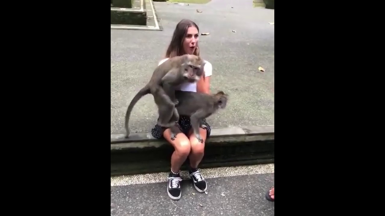 Monkey's mating on girl (they fuck on me!)